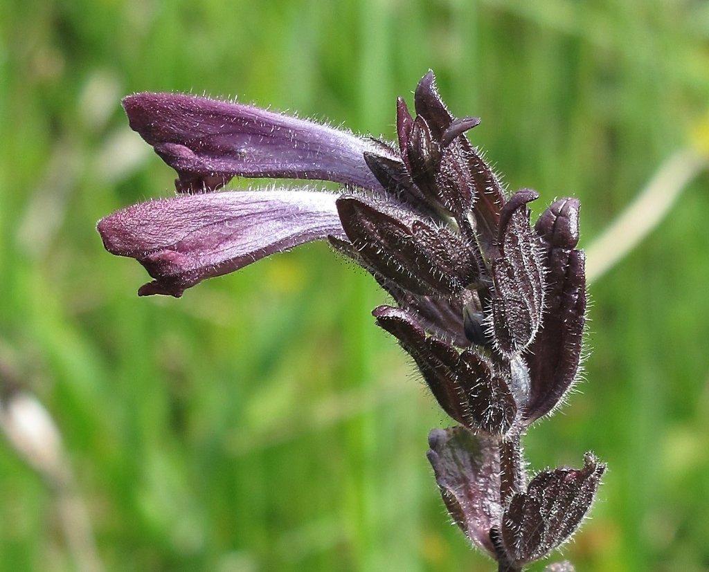 Bartsia alpina